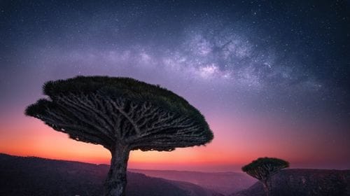 Socotra